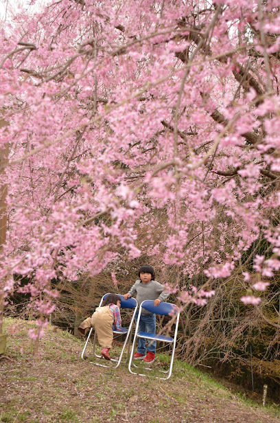 かみかわ 桜の山 桜華園