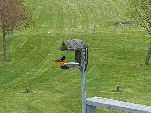 Golf Course «Darlington Golf & Country Club», reviews and photos, 17098 Country Club Rd, Darlington, WI 53530, USA