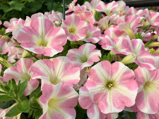 Indian Creek Nursery