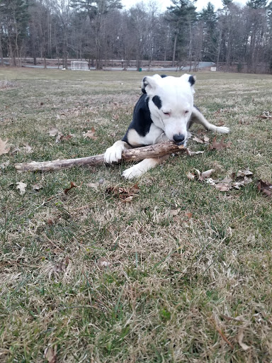 Farm «Pequitside Farm», reviews and photos, 79 Pleasant St, Canton, MA 02021, USA