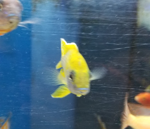 Pet Store «Something Fishy Pets», reviews and photos, 29 Towne Centre Ln, Fox Lake, IL 60020, USA