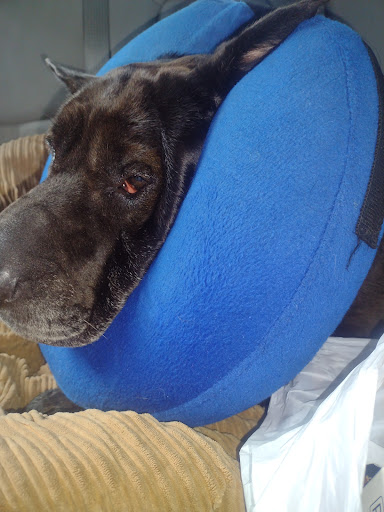 Pet Supply Store «Petco Animal Supplies», reviews and photos, 1080 Washington Square Center, Washington, MO 63090, USA