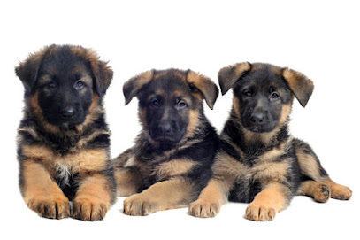 Florida German Shepherd Puppies
