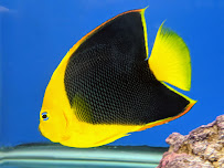 Aquarium Solutions 101 - Photo 4 - Car repair in Wappingers Falls, NY, Poughkeepsie