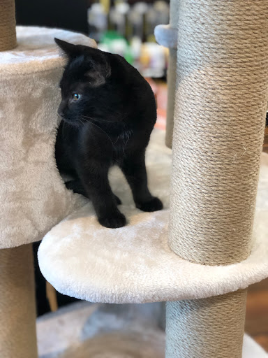 Pet Supply Store «Pet Valu», reviews and photos, 1605 E Michigan Rd, Shelbyville, IN 46176, USA