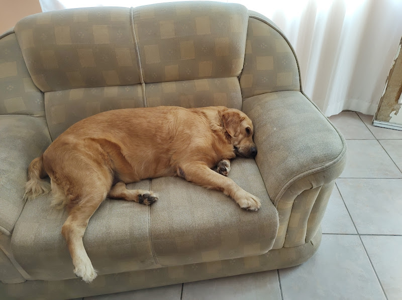 Clínica Veterinária Nippon — O profissional veterinário em Santos, SP
