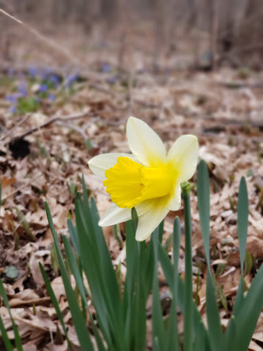 Nature Preserve «Lyons Woods Forest Preserve», reviews and photos, 10200 Blanchard Rd, Waukegan, IL 60087, USA