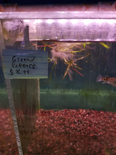 Tropical Fish Store «Tropi-Quatics Pet Center», reviews and photos, 337 S Main St, Lombard, IL 60148, USA
