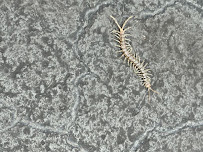 Nextgen Pest Solutions - Photo 9 - Car repair in Norcross, GA, Sandy Springs