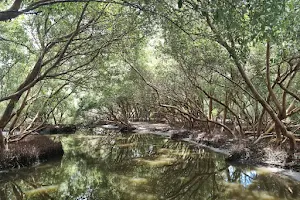 Mangrove forest boating image