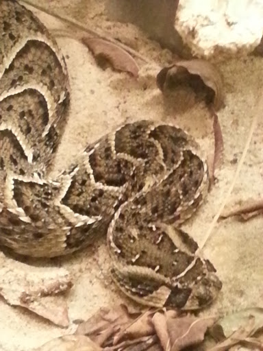 Reptile House image 5