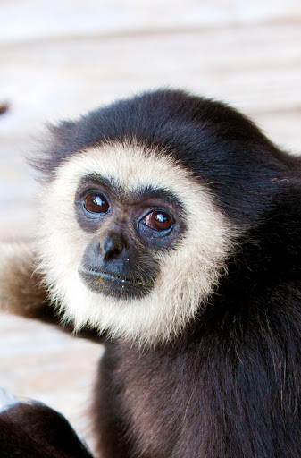 Pharmacy «BCP Veterinarians Pharmacy», reviews and photos, 1614 Webster St, Houston, TX 77003, USA