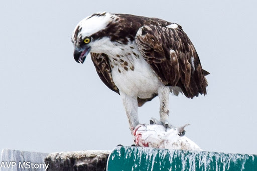 Boat Tour Agency «Good Time Charters», reviews and photos, 4765 Estero Blvd, Fort Myers Beach, FL 33931, USA