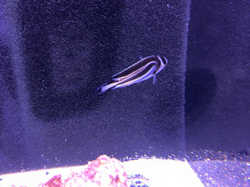 Tropical Fish Store «Reef Oasis», reviews and photos, 7669 Mentor Ave, Mentor, OH 44060, USA