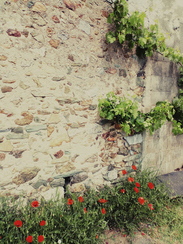 Vignoble du Paradis à Chaudefonds-sur-Layon