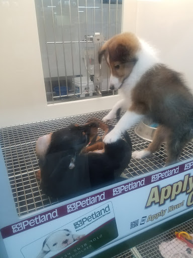 Pet Store «Petland Montgomery», reviews and photos, 7127 Eastchase Pkwy, Montgomery, AL 36117, USA