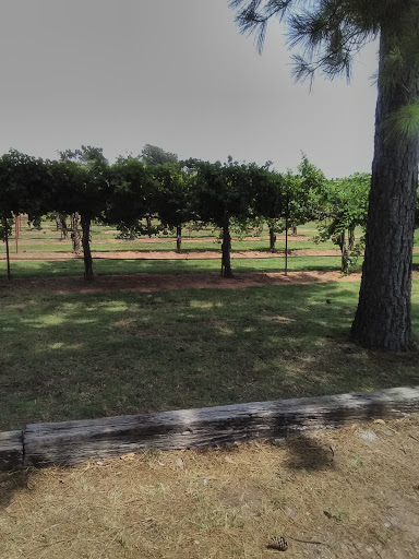 Vineyard «Canadian River Vineyard and Winery LLC», reviews and photos, 7050 Slaughterville Rd, Lexington, OK 73051, USA