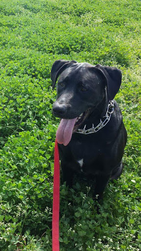 Kennel «Barkaritaville Pet Resort», reviews and photos, 6617 Jefferson St, Corpus Christi, TX 78413, USA