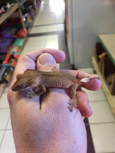 Pet Store «Critter Hut Aquarium & Pets», reviews and photos, 6637 Post Rd, North Kingstown, RI 02852, USA