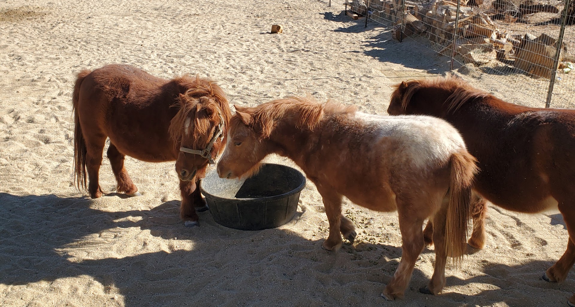 Little Bit of Hope Miniature Horse and Donkey Rescue