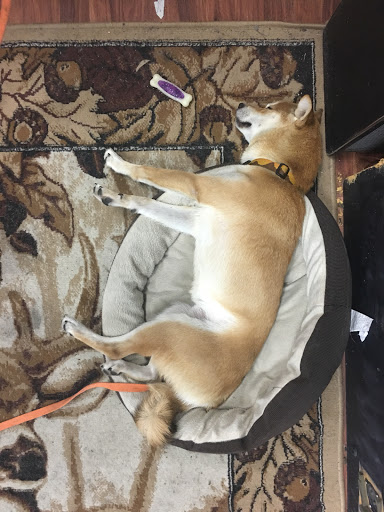 Bicycle Store «Sprockets Bicycle Shop», reviews and photos, 231 W Hickory St, Denton, TX 76201, USA