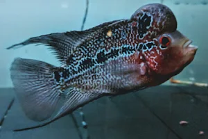 Dhoras Aquarium image
