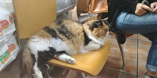 Cuatro Patas Clínica Veterinaria en Vigo