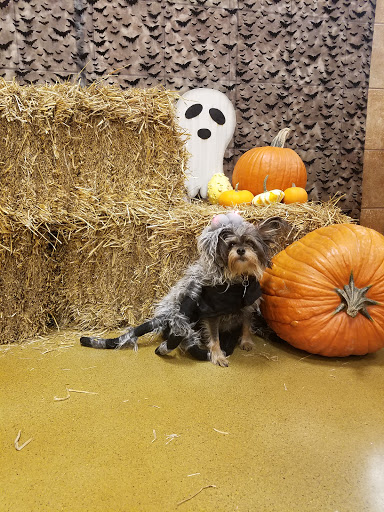 Pet Supply Store «PetSmart», reviews and photos, 5241 Monroe St, Toledo, OH 43623, USA