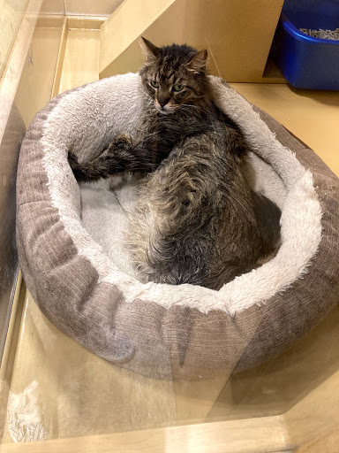 Pet Supply Store «PetSmart», reviews and photos, 400 Universal Dr N, North Haven, CT 06473, USA