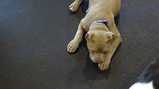 Dog Trainer «Awesome Dawgs Dog Training LLC», reviews and photos, 3052 Pricetown Rd, Temple, PA 19560, USA