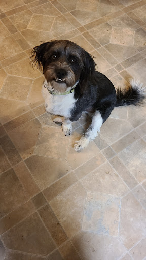 Pet Groomer «Precious Paws», reviews and photos, 221 N Marble St, Rockmart, GA 30153, USA