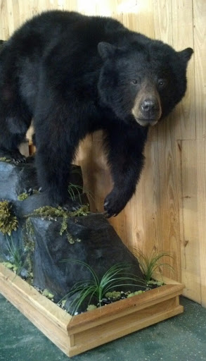 Taxidermist «HighPoint Taxidermy And Outfutters», reviews and photos, 14860 OH-13, Thornville, OH 43076, USA