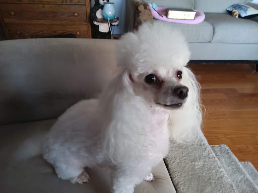 Pet Supply Store «Petco Animal Supplies», reviews and photos, 517 N 3rd Pl, Manhattan, KS 66502, USA