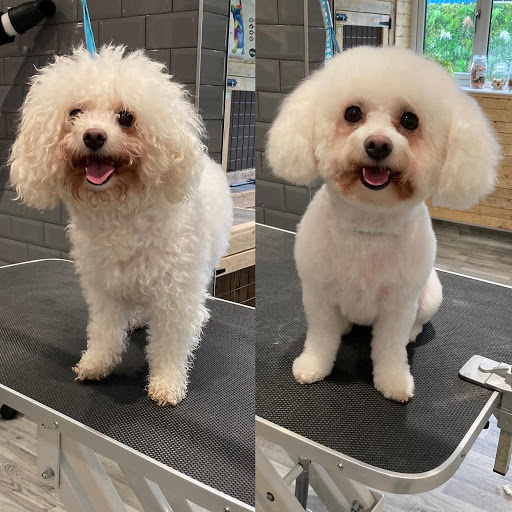 Short, Bark and Sides Dog Grooming