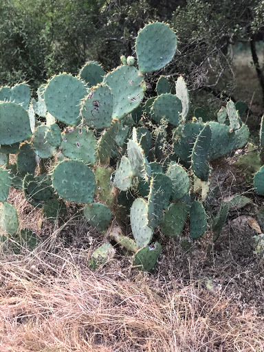Park «Phil Hardberger Park», reviews and photos, 13203 Blanco Rd, San Antonio, TX 78216, USA