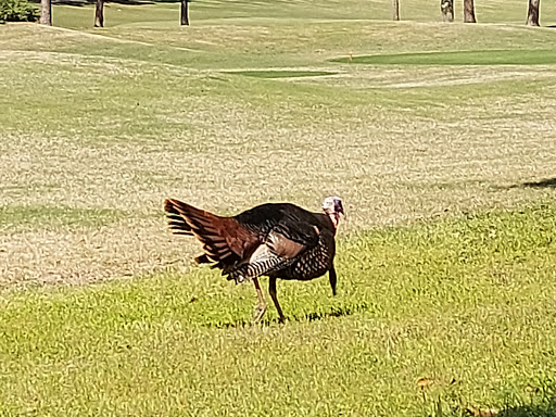 Golf Club «World Woods Golf Club», reviews and photos, 17590 Ponce De Leon Boulevard, Brooksville, FL 34614, USA