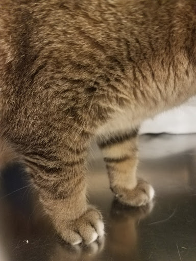 Pet Supply Store «PetSmart», reviews and photos, 3450 N Morrison Rd, Muncie, IN 47304, USA