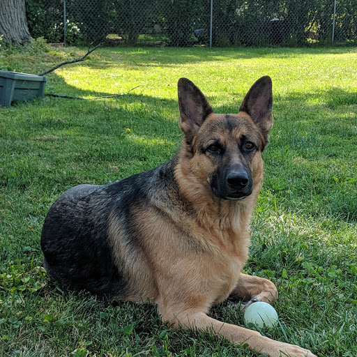 White Star Kennel German Shepherds