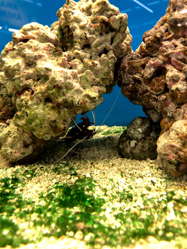 Pet Supply Store «Petco Animal Supplies», reviews and photos, 20825 I-30, Benton, AR 72015, USA