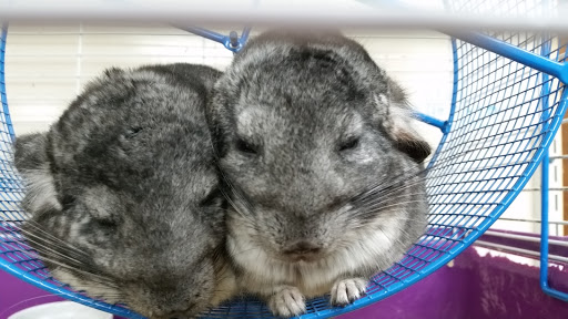 Pet Groomer «Fairview Pet Center», reviews and photos, 1451 S M 52, Owosso, MI 48867, USA