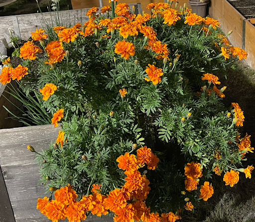 Central Queens Y – Food Pantry