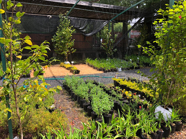 Opiniones de Vivero Rio Cruces en Río Bueno - Centro de jardinería