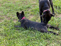 Fearless K9 - Photo 4 - Car repair in Poughkeepsie, NY, Poughkeepsie