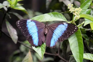 Neotropical Butterfly Park image