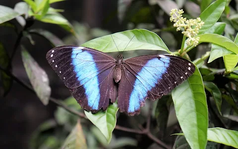 Neotropical Butterfly Park image