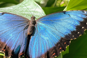 Garden of butterflies image