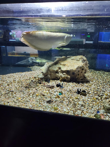 Pet Store «Lebanon Pet & Aquarium Center», reviews and photos, 196 S Main St, West Lebanon, NH 03784, USA