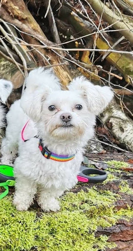 Hunde-Chic unter Hagenburg, 