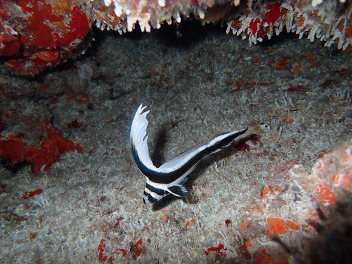 Manta Dive & Snorkel Cancun