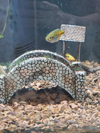 Pet Store «Everything Pet», reviews and photos, 3616 N Fry Rd, Katy, TX 77449, USA